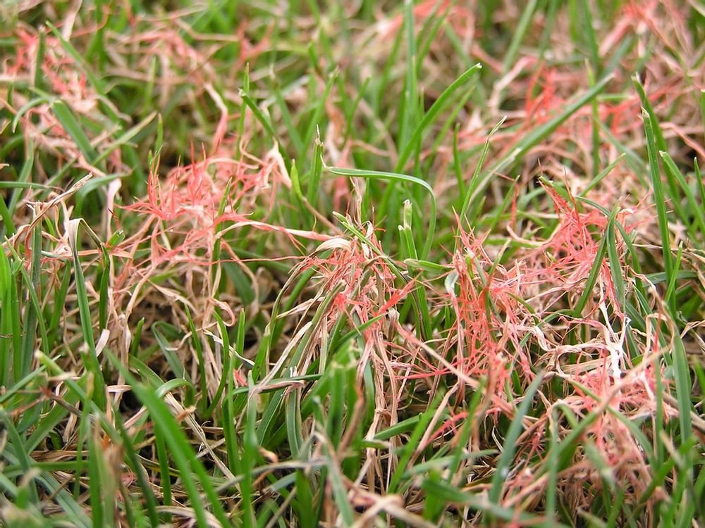 Benefits of Professional Fungus Control