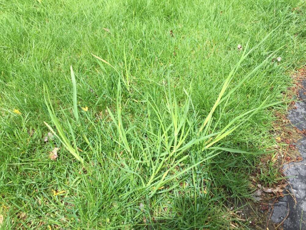 Grass Weed Control Services in Fruitland Park FL