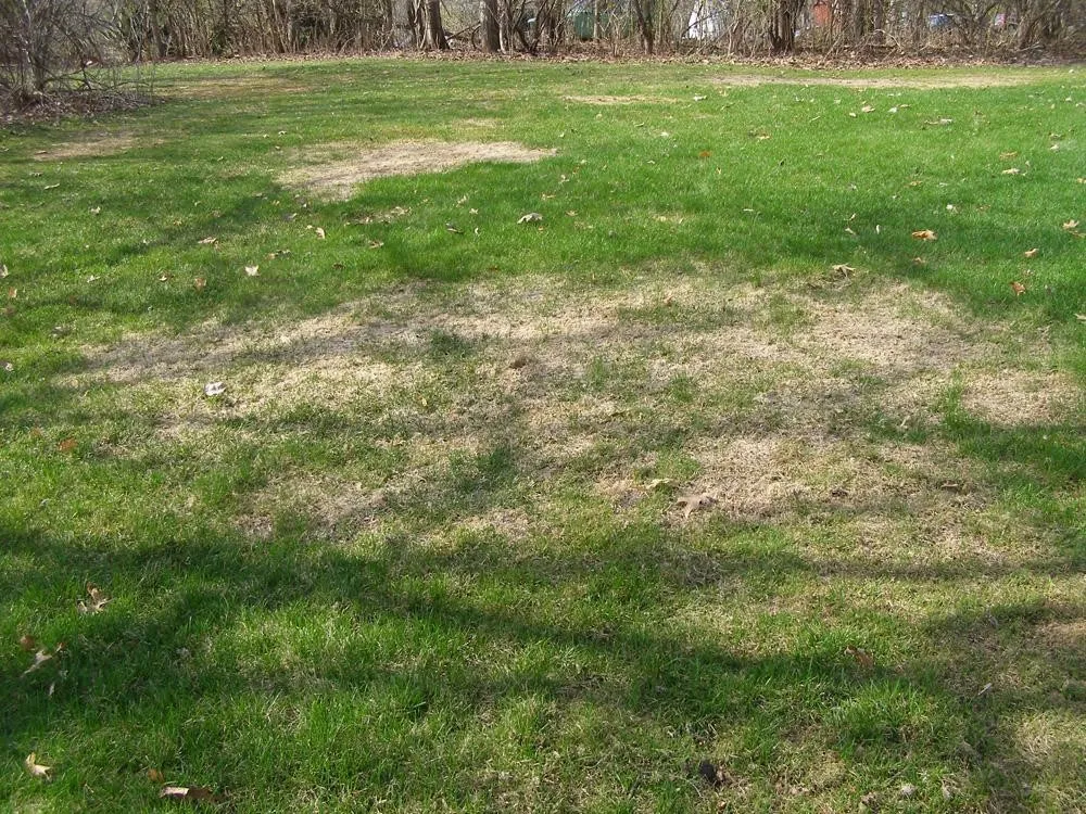 Lawn Fungus Control Services in Fruitland Park FL