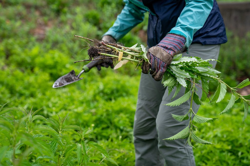 Weed Prevention Services in Fruitland Park FL