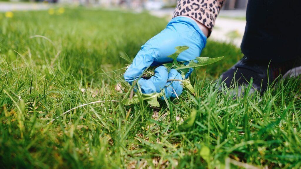 Yard Weed Control Services in Fruitland Park FL